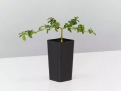 Shrubs Zieria Prostrata Native Groundcover Plant 8 Shrubs Zieria Prostrata Native Groundcover Plant