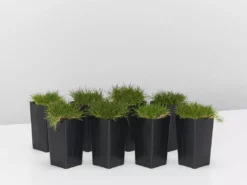 Shrubs Full Sun Zoysia Tenuifolia 'No-Mow' Grass Groundcover Pack