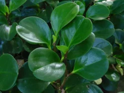 Indoor Garden Peperomia Obtusifolia Jade 9 Indoor Garden Peperomia Obtusifolia Jade