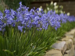 Shrubs Border Plants Agapanthus Baby Blue