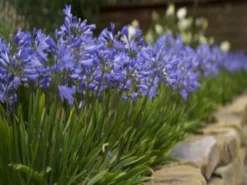 Shrubs Agapanthus Dwarf Blue