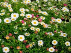 Shrubs Erigeron Karvinskianus Seaside Daisy Ground Covers