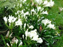 Shrubs Agapanthus Dwarf White