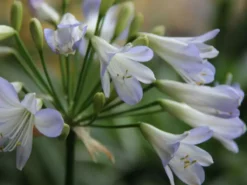 Plants In A Box Agapanthus Orientalis Silver Baby