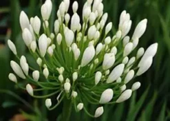 Shrubs Agapanthus Orientalis White Border Plants