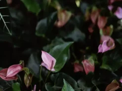 Indoor Garden Anthurium Mixed Pack 85mm 19 Indoor Garden Anthurium Mixed Pack 85mm