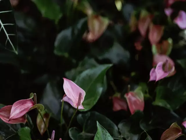 Indoor Garden Anthurium Mixed Pack 85mm 11 Indoor Garden Anthurium Mixed Pack 85mm