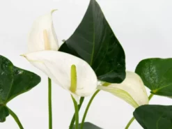 Pot + Plant Gift Box Anthurium Flowering Varieties - Pot + Plant + Soil