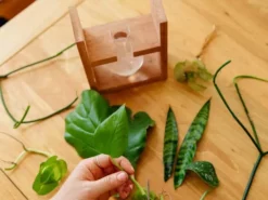 Cooper And Smith Arwen Propagation Station