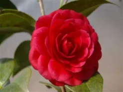 Hedge Camellia Japonica 'Black Tie' (red Flower)