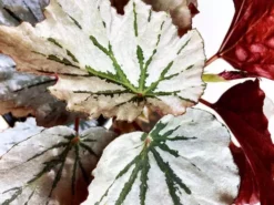 Indoor Garden Begonia Rex Looking Glass - 85mm Border Plants