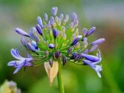 Shrubs Agapanthus Dwarf Blue