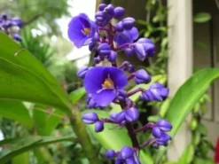 Indoor Garden Shrubs Dichorisandra Thyrsiflora Blue Ginger