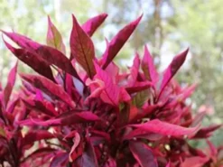 Ozbreed Shrubs Alternanthera Dentata Brazilian Red Hots™ Plant Pack
