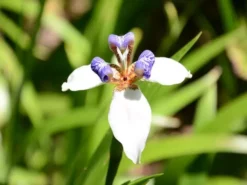 Shrubs Full Sun Neomarica Gracilis 'Walking Iris'