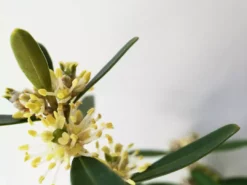 Buxus Harlandii Mystique Low Growing Hedge Shrubs