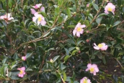 Hedge Camellia Sasanqua 'Plantation Pink' (pale Pink Flower) 9 Hedge Camellia Sasanqua 'Plantation Pink' (pale Pink Flower)