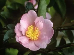 Hedge Camellia Sasanqua 'Plantation Pink' (pale Pink Flower)