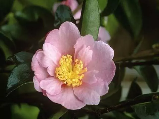 Hedge Camellia Sasanqua 'Plantation Pink' (pale Pink Flower) 4 Hedge Camellia Sasanqua 'Plantation Pink' (pale Pink Flower)