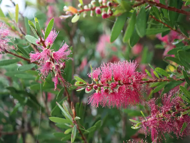 Ozbreed Callistemon Candy Burst ‘CNU06’ PBR 4 Ozbreed Callistemon Candy Burst ‘CNU06’ PBR