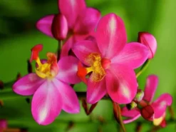 Shrubs Spathoglottis Rockin Plum