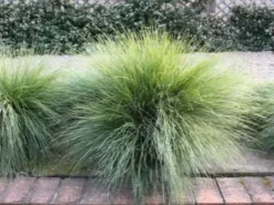 Shrubs Lomandra Confertifolia