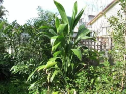Shrubs Cordyline Petiolaris Full Sun
