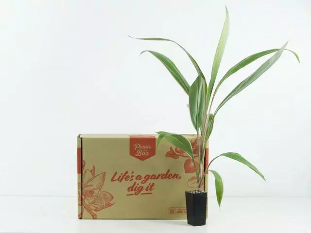 Shrubs Cordyline Pink Diamond 10 Shrubs Cordyline Pink Diamond