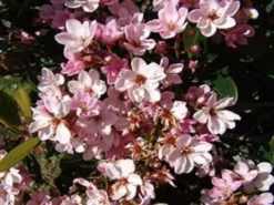 Ozbreed Cosmic Pink™ Rhaphiolepis Indica ‘RAPH02’ Pbr