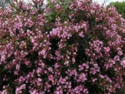 Ozbreed Cosmic Pink™ Rhaphiolepis Indica ‘RAPH02’ Pbr