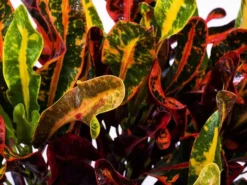 Shrubs Croton 'Mammy'