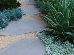 Shrubs Ground Covers Dichondra Silver Falls 18 Shrubs Ground Covers Dichondra Silver Falls