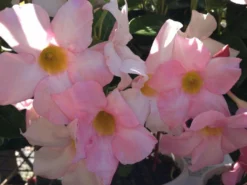 Shrubs Dipladenia Sanderi Rosea Full Sun