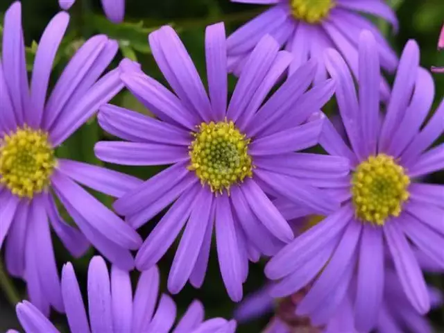 Shrubs Ground Covers Brachyscome Angustifolia Brasco Violet 5 Shrubs Ground Covers Brachyscome Angustifolia Brasco Violet