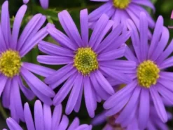 Shrubs Border Plants Sun Loving Potted Pretties Mix