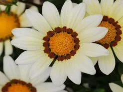 Shrubs Gazania Rigens New Day White Border Plants