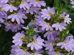 Shrubs Scaevola Aemula Bondi Blue
