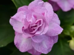 Shrubs Impatiens Walleriana Fiesta Stardust Lavender Border Plants