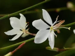 Shrubs Oenothera (Gaura) Lindheimeri Belleza White - 85mm Border Plants