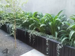 Shrubs Ground Covers Dichondra Silver Falls 21 Shrubs Ground Covers Dichondra Silver Falls