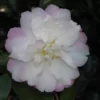 Shrubs Camellia Sasanqua Little Pearl