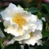 Shrubs Camellia Sasanqua Setsugekka