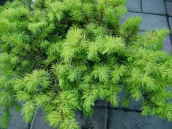 Shrubs Juniperus Conferta "All Gold" 6 Shrubs Juniperus Conferta