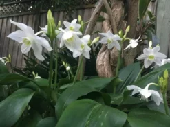 Shrubs Border Plants Eucharis X Grandiflora Eucharist Lily