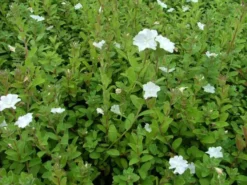 Shrubs Evolvulus Pilosus White