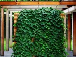 Shrubs Full Sun Hedera Helix