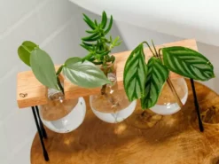 Cooper And Smith Fleur Propagation Station - 3 Pack 16 Cooper And Smith Fleur Propagation Station - 3 Pack