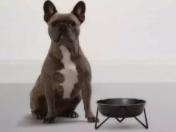 Bendo Best Selling Gifts The WOOF Dog Bowl - MIX 'N MATCH