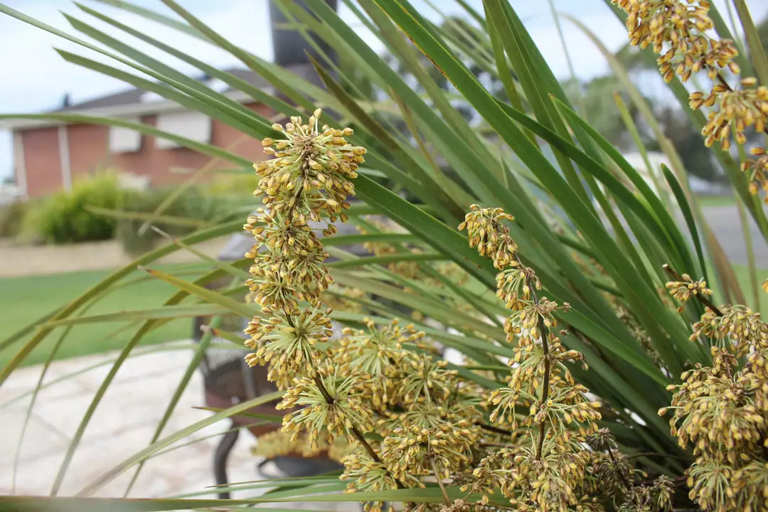 Ozbreed Border Plants Frilly Lace™ Lomandra Multiflora ‘VER1’ Pbr 4 Ozbreed Border Plants Frilly Lace™ Lomandra Multiflora ‘VER1’ Pbr