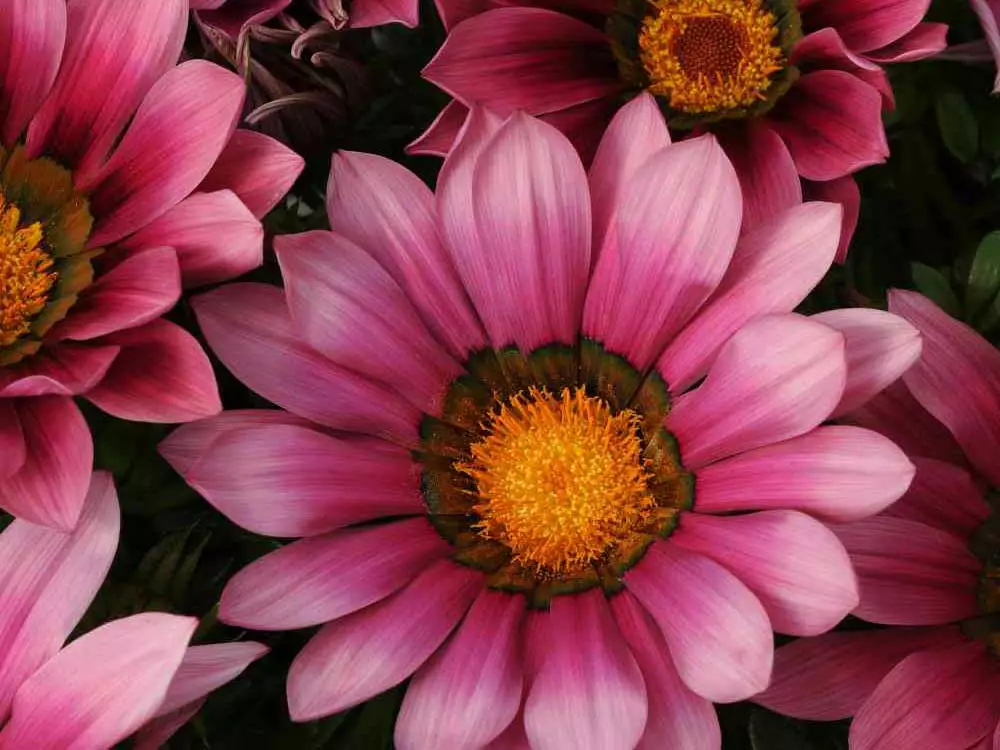 Shrubs Border Plants Gazania Rigens Pink ๐บ 3 Shrubs Border Plants Gazania Rigens Pink ๐บ
